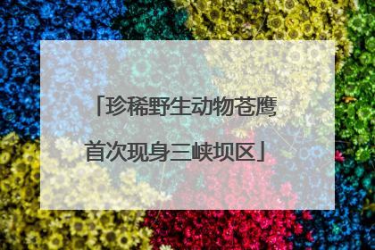 珍稀野生动物苍鹰首次现身三峡坝区