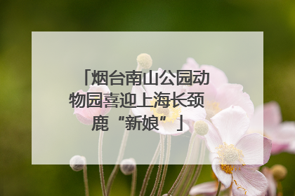 烟台南山公园动物园喜迎上海长颈鹿“新娘”