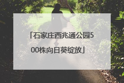 石家庄西兆通公园500株向日葵绽放