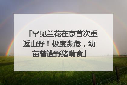 罕见兰花在京首次重返山野！极度濒危，幼苗曾遭野猪啃食