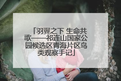 羽翼之下 生命共歌——祁连山国家公园候选区青海片区鸟类观察手记