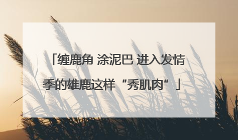 缠鹿角 涂泥巴 进入发情季的雄鹿这样“秀肌肉”