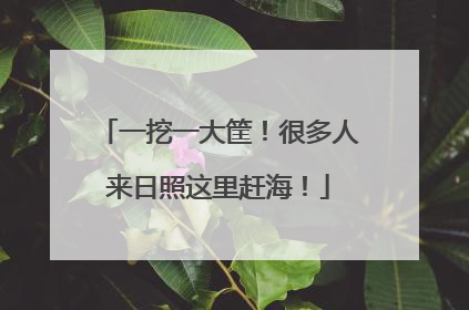 一挖一大筐！很多人来日照这里赶海！
