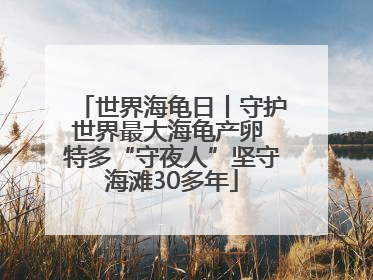 世界海龟日丨守护世界最大海龟产卵 特多“守夜人”坚守海滩30多年