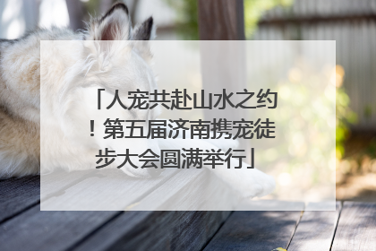 人宠共赴山水之约！第五届济南携宠徒步大会圆满举行