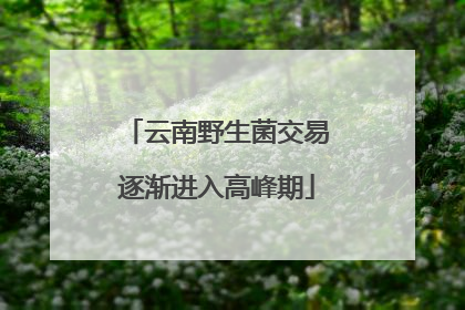 云南野生菌交易逐渐进入高峰期