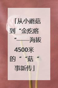 从小蘑菇到“金疙瘩“——海拔4500米的““菇“事新传