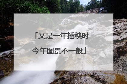 又是一年插秧时 今年图景不一般