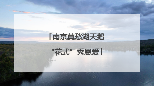 南京莫愁湖天鹅“花式”秀恩爱