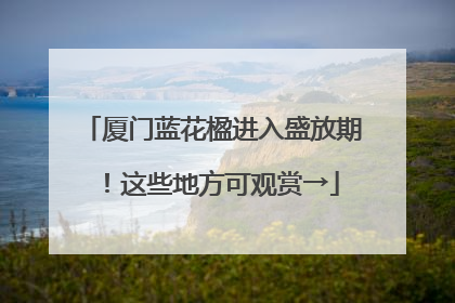 厦门蓝花楹进入盛放期！这些地方可观赏→
