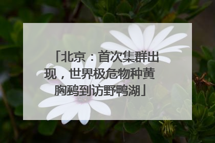 北京：首次集群出现，世界极危物种黄胸鹀到访野鸭湖