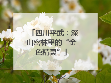 四川平武：深山密林里的“金色精灵”