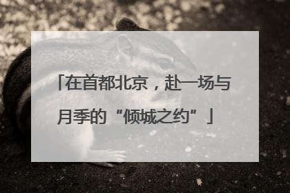 在首都北京，赴一场与月季的“倾城之约”