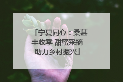 宁夏同心：桑葚丰收季 甜蜜采摘助力乡村振兴