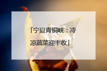 宁夏青铜峡：冷凉蔬菜迎丰收