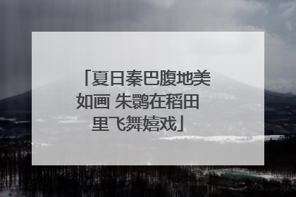 夏日秦巴腹地美如画 朱鹮在稻田里飞舞嬉戏