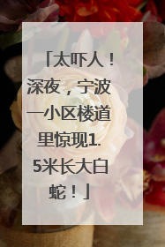 太吓人！深夜，宁波一小区楼道里惊现1.5米长大白蛇！