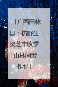 广西田林县：仿野生灵芝丰收季 山林间劳作忙