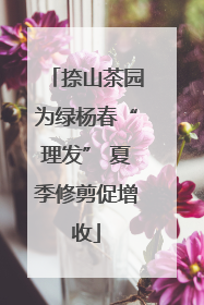 捺山茶园为绿杨春“理发” 夏季修剪促增收