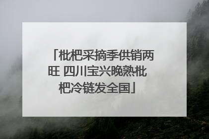 枇杷采摘季供销两旺 四川宝兴晚熟枇杷冷链发全国