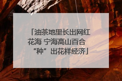 油茶地里长出网红花海 宁海高山百合“种”出花样经济