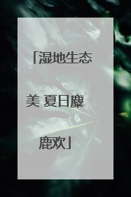 湿地生态美 夏日麋鹿欢