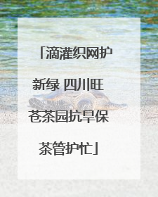 滴灌织网护新绿 四川旺苍茶园抗旱保茶管护忙
