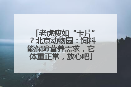 老虎瘦如“卡片”？北京动物园：饲料能保障营养需求，它体重正常，放心吧