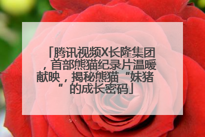 腾讯视频X长隆集团，首部熊猫纪录片温暖献映，揭秘熊猫“妹猪”的成长密码