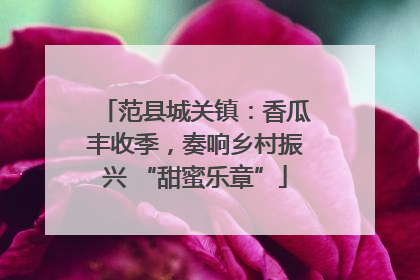 范县城关镇：香瓜丰收季，奏响乡村振兴 “甜蜜乐章”