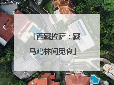 西藏拉萨：藏马鸡林间觅食