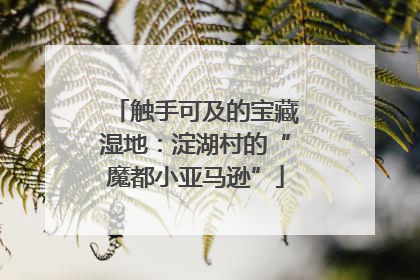 触手可及的宝藏湿地：淀湖村的“魔都小亚马逊”