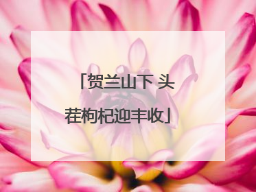 贺兰山下 头茬枸杞迎丰收