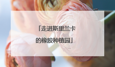 走进斯里兰卡的橡胶种植园