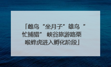雌鸟“坐月子”雄鸟“忙捕猎” 峡谷旅游路栗喉蜂虎进入孵化阶段