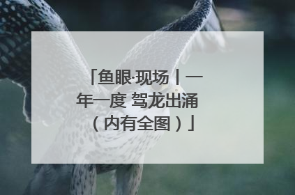 鱼眼·现场丨一年一度 驾龙出涌（内有全图）