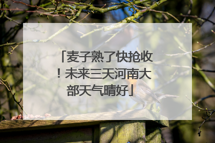 麦子熟了快抢收！未来三天河南大部天气晴好