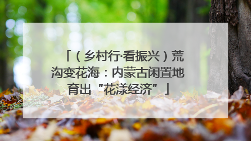 （乡村行·看振兴）荒沟变花海：内蒙古闲置地育出“花漾经济”