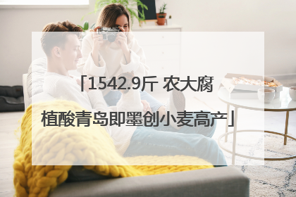1542.9斤 农大腐植酸青岛即墨创小麦高产